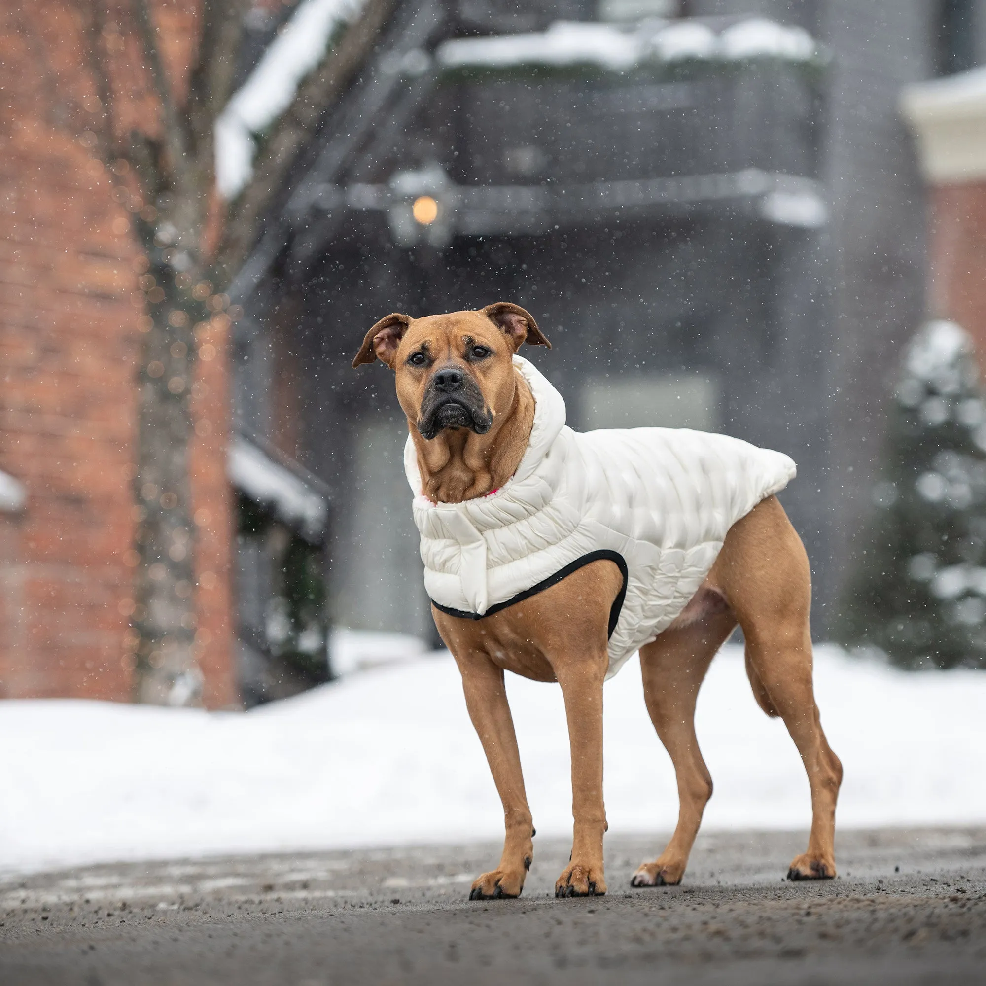 Cloud Dog Parka | Sand