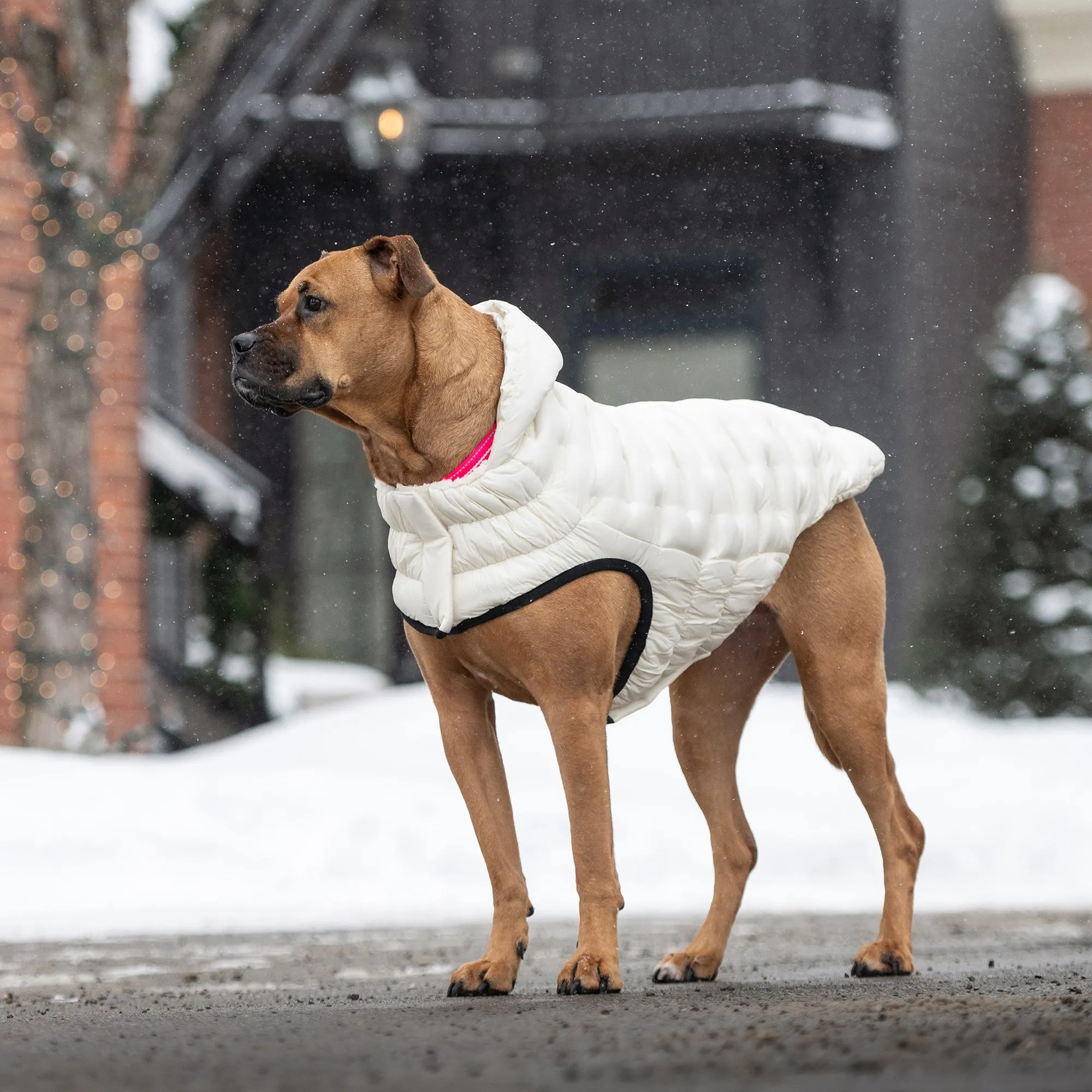 Cloud Dog Parka | Sand