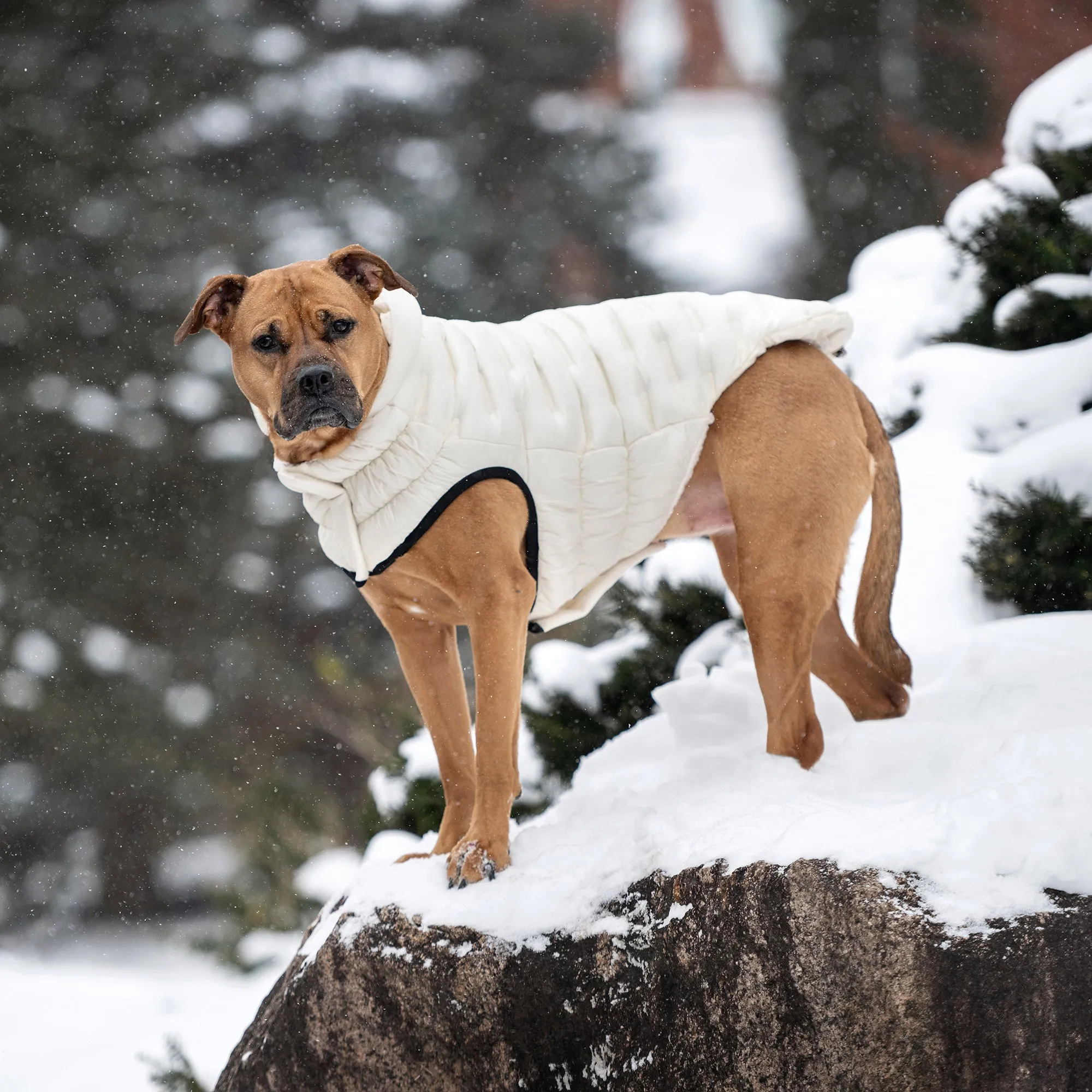 Cloud Dog Parka | Sand